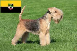 Read more about the article Lakeland Terrier breeders and puppies in Saxony-Anhalt