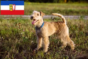 Read more about the article Lakeland Terrier breeders and puppies in Schleswig-Holstein