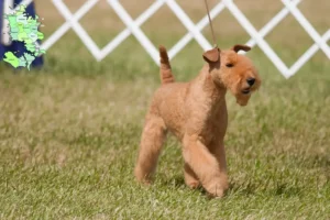 Read more about the article Lakeland Terrier breeders and puppies in Sjælland