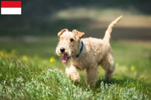 Read more about the article Lakeland Terrier breeders and puppies in Vienna