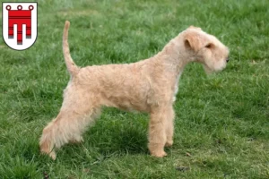 Read more about the article Lakeland Terrier breeders and puppies in Vorarlberg