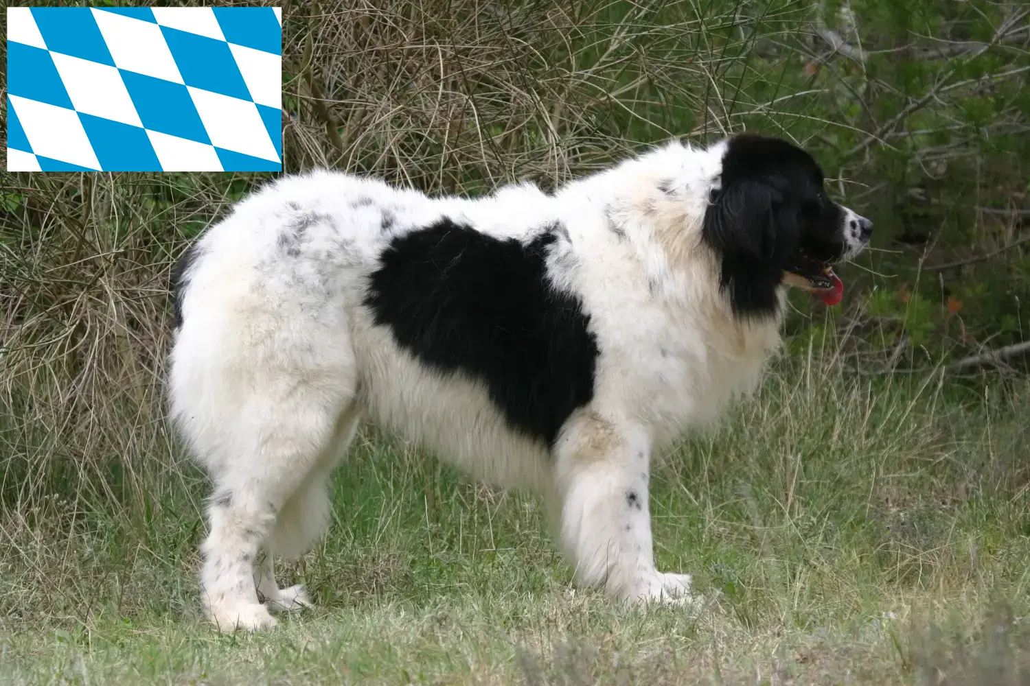 Read more about the article Landseer breeders and puppies in Bavaria