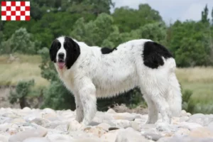 Read more about the article Landseer breeders and puppies in North Brabant