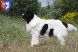 Read more about the article Landseer breeders and puppies in Pays de la Loire