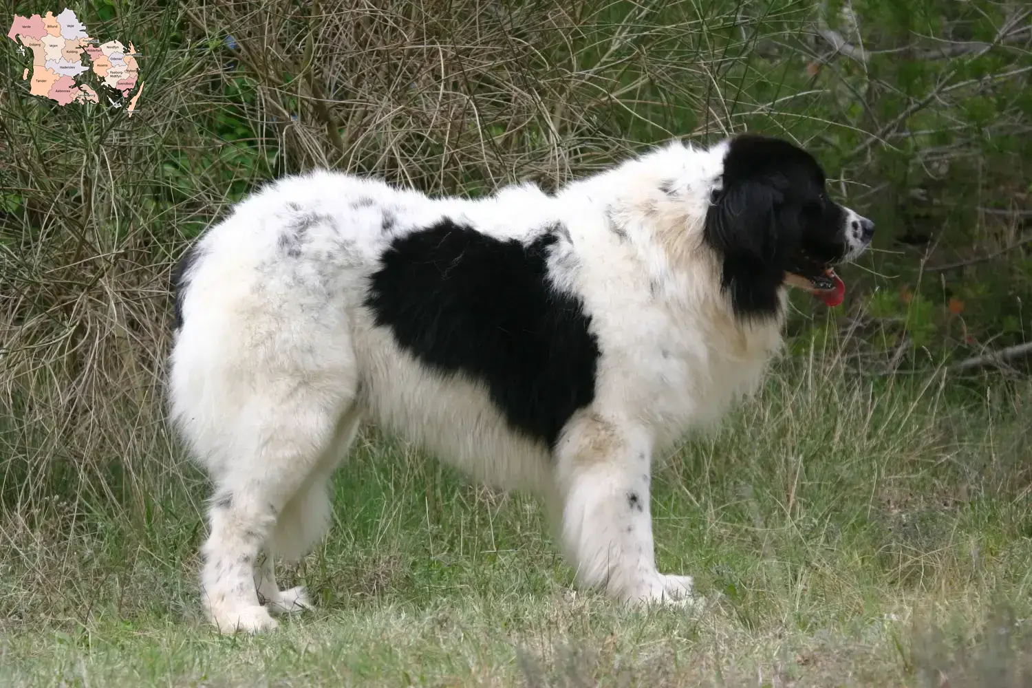 Read more about the article Landseer breeders and puppies in Syddanmark