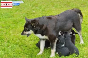 Read more about the article Lappish reindeer dog breeder and puppies in Drenthe