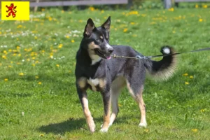 Read more about the article Lappish reindeer dog breeder and puppies in South Holland