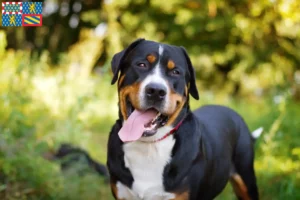 Read more about the article Great Swiss Mountain Dog breeder and puppies in Bourgogne-Franche-Comté