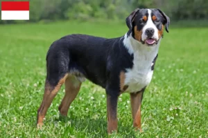 Read more about the article Great Swiss Mountain Dog breeder and puppies in Vienna