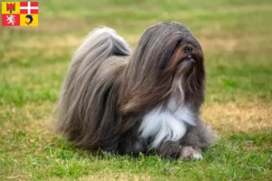 Read more about the article Lhasa Apso breeders and puppies in Auvergne-Rhône-Alpes