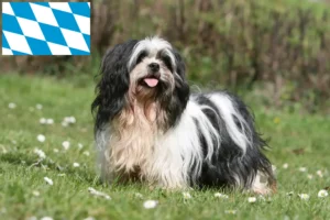 Read more about the article Lhasa Apso breeders and puppies in Bavaria