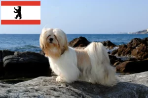 Read more about the article Lhasa Apso breeders and puppies in Berlin