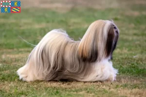 Read more about the article Lhasa Apso breeders and puppies in Bourgogne-Franche-Comté