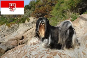 Read more about the article Lhasa Apso breeders and puppies in Brandenburg