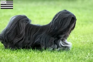 Read more about the article Lhasa Apso breeders and puppies in Brittany