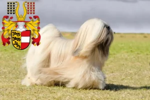 Read more about the article Lhasa Apso breeders and puppies in Carinthia