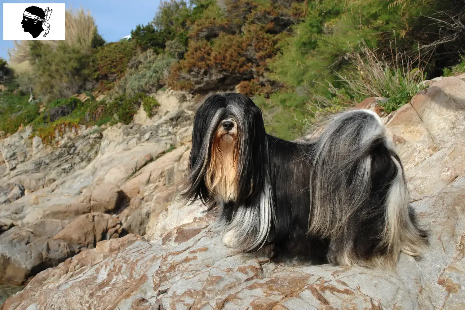 Read more about the article Lhasa Apso breeders and puppies in Corsica