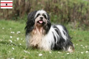 Read more about the article Lhasa Apso breeders and puppies in Drenthe