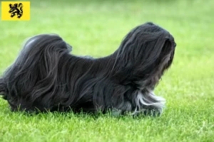 Read more about the article Lhasa Apso breeders and puppies in Flanders