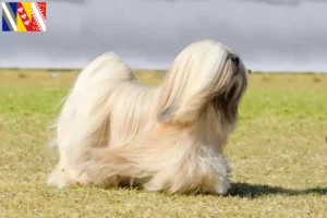 Read more about the article Lhasa Apso breeders and puppies in Grand Est