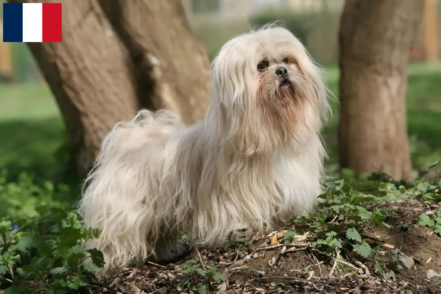 Read more about the article Lhasa Apso breeders and puppies in Guadeloupe