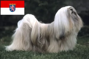 Read more about the article Lhasa Apso breeders and puppies in Hessen