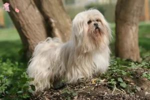 Read more about the article Lhasa Apso breeders and puppies in Hovedstaden