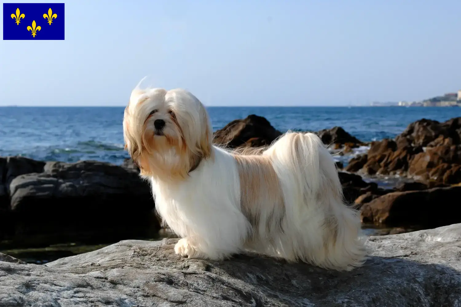 Read more about the article Lhasa Apso breeders and puppies in Île-de-France