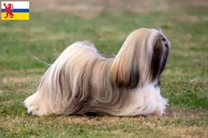 Read more about the article Lhasa Apso breeders and puppies in Limburg