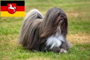 Read more about the article Lhasa Apso breeders and puppies in Lower Saxony