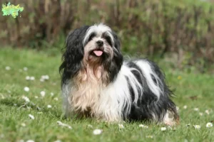 Read more about the article Lhasa Apso breeders and puppies in Midtjylland