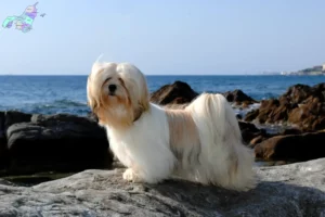 Read more about the article Lhasa Apso breeders and puppies in Nordjylland