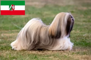 Read more about the article Lhasa Apso breeders and puppies in North Rhine-Westphalia