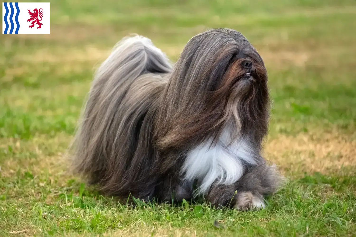 Read more about the article Lhasa Apso breeders and puppies in Nouvelle-Aquitaine