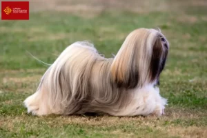 Read more about the article Lhasa Apso breeders and puppies in Occitania