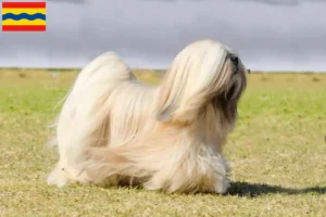 Read more about the article Lhasa Apso breeders and puppies in Overijssel