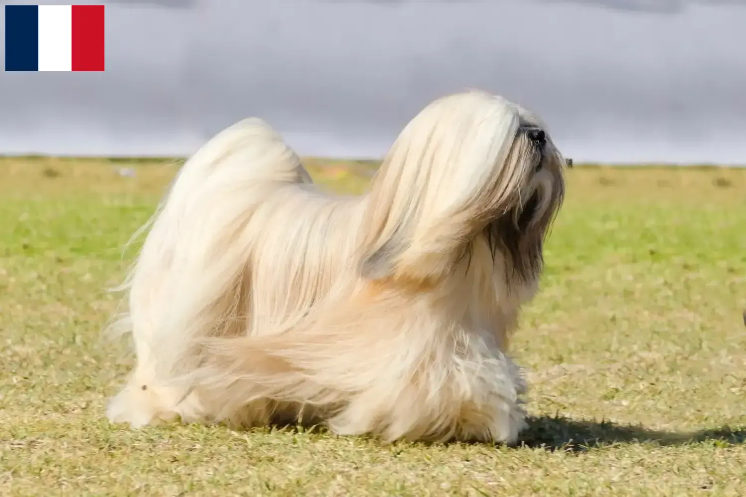 Read more about the article Lhasa Apso breeders and puppies in Réunion