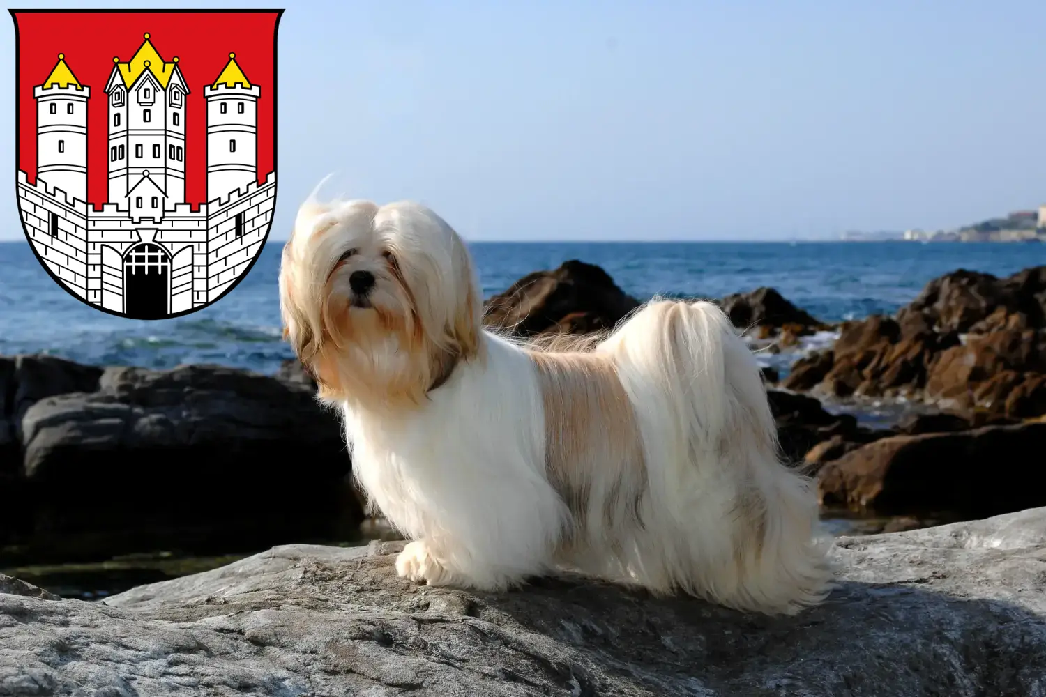 Read more about the article Lhasa Apso breeders and puppies in Salzburg