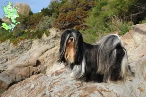 Read more about the article Lhasa Apso breeders and puppies in Sjælland