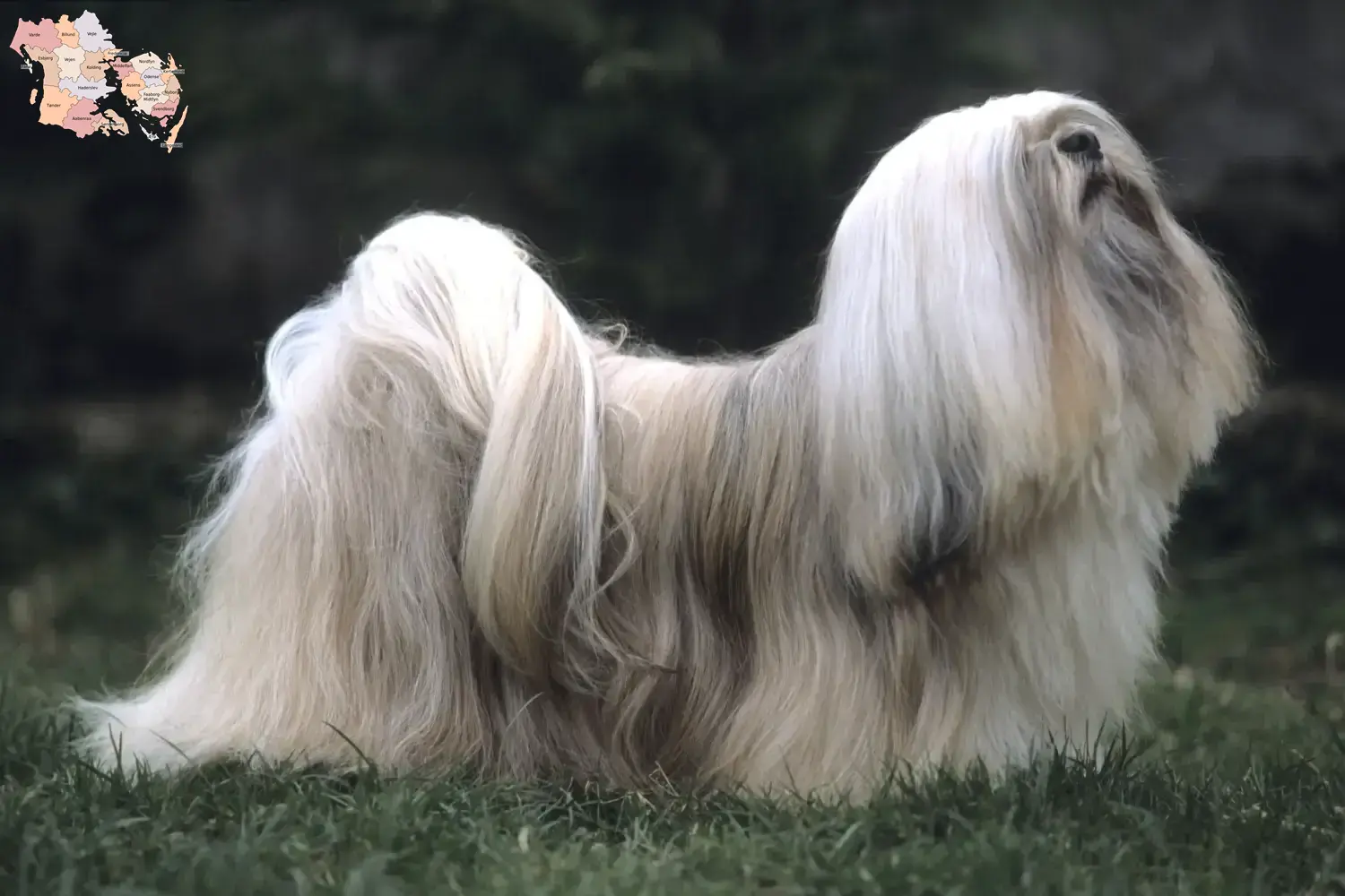 Read more about the article Lhasa Apso breeders and puppies in Syddanmark