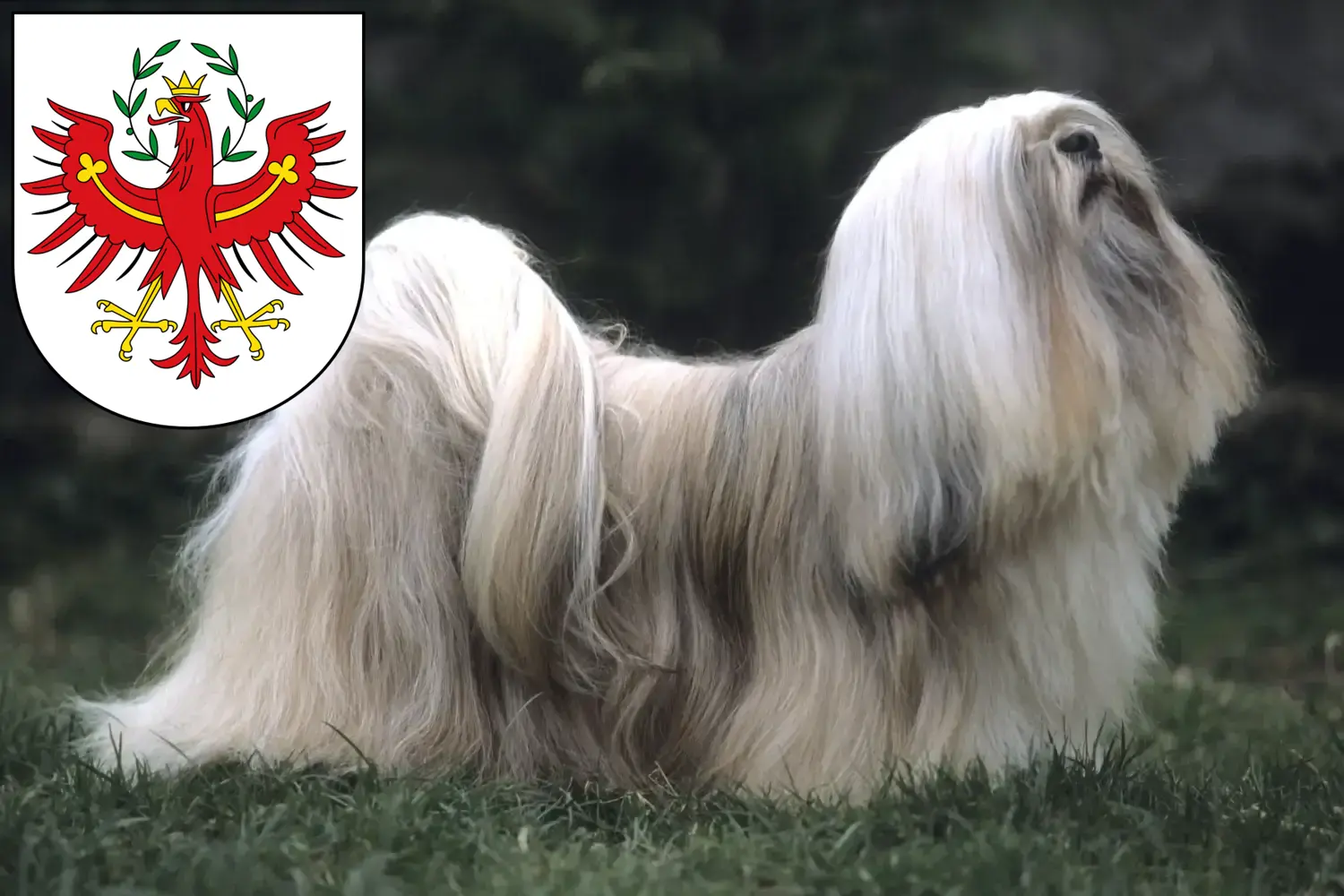 Read more about the article Lhasa Apso breeders and puppies in Tyrol