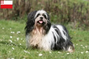 Read more about the article Lhasa Apso breeders and puppies in Utrecht