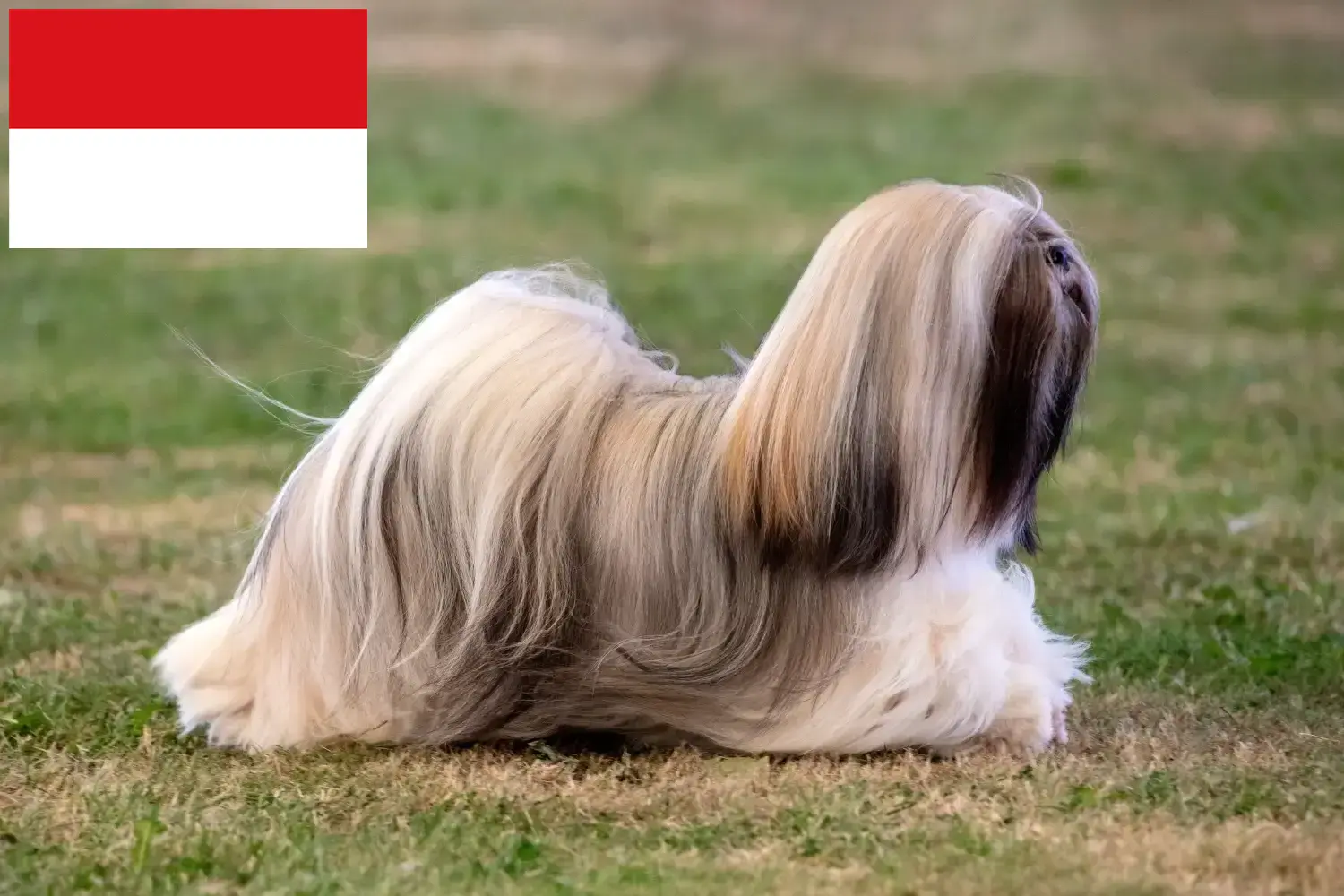 Read more about the article Lhasa Apso breeders and puppies in Vienna