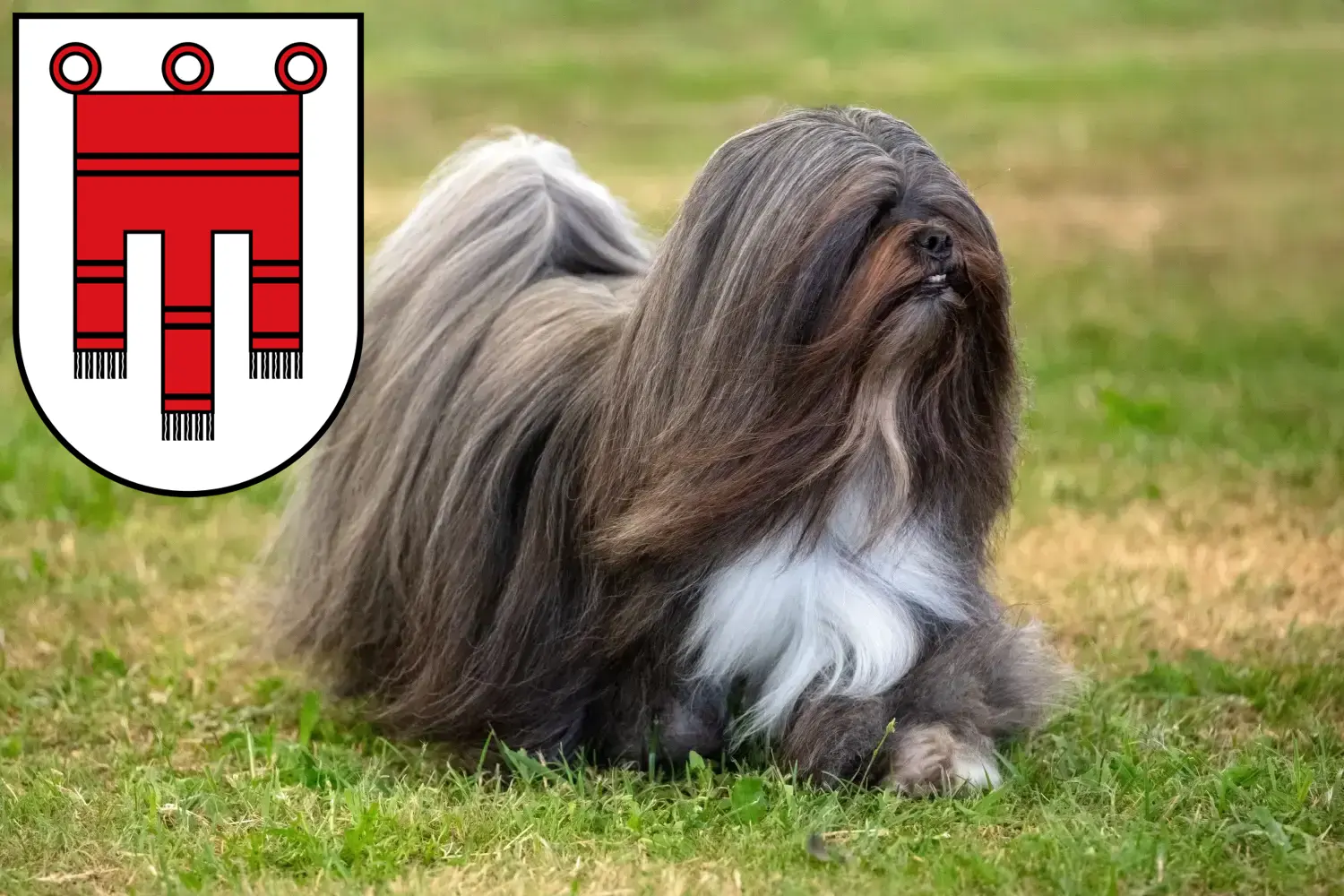 Read more about the article Lhasa Apso breeders and puppies in Vorarlberg