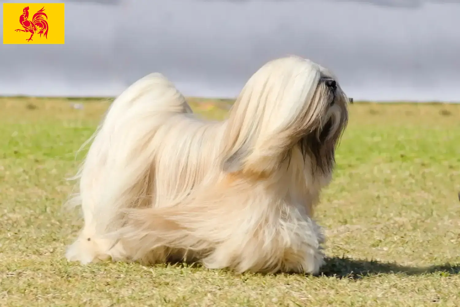 Read more about the article Lhasa Apso breeders and puppies in Walloon Region