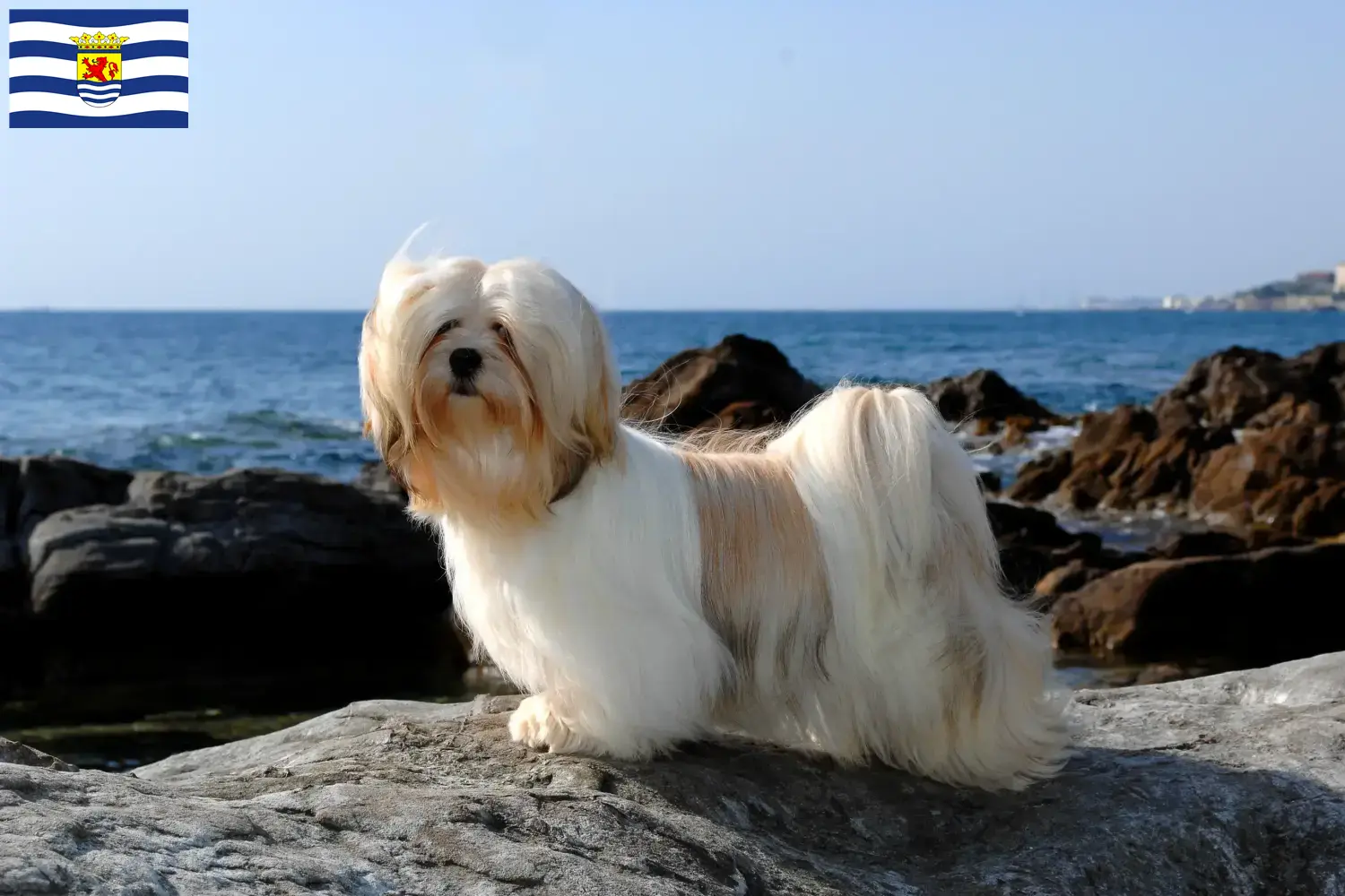 Read more about the article Lhasa Apso breeders and puppies in Zeeland