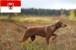 Read more about the article Magyar Vizsla breeders and puppies in Brandenburg