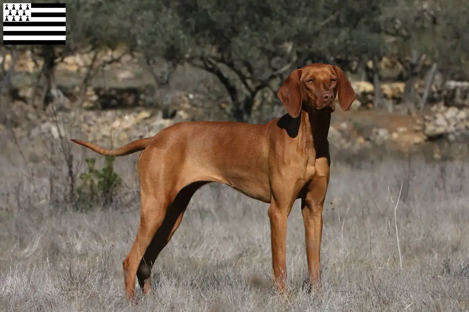 Read more about the article Magyar Vizsla breeders and puppies in Brittany