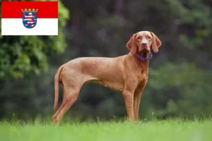 Read more about the article Magyar Vizsla breeders and puppies in Hessen