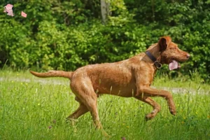 Read more about the article Magyar Vizsla breeders and puppies in Hovedstaden